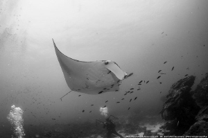 Mantaray at cleaning station by Raffaele Livornese 